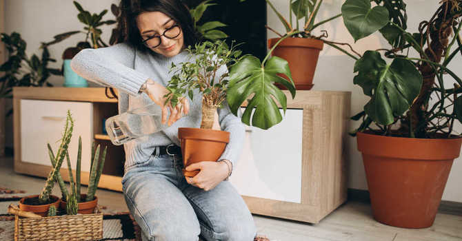 The Healing Touch of Houseplants